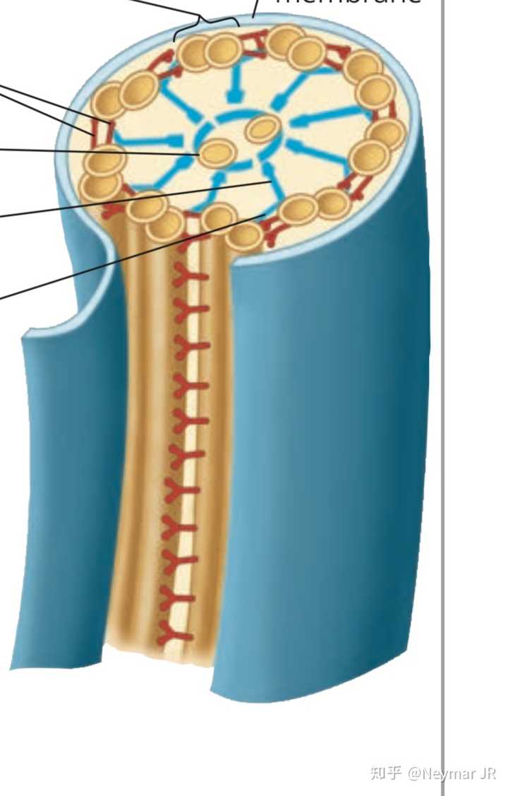 红色为马达蛋白