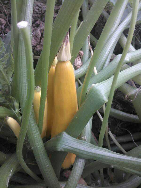 这个叫香蕉瓜,吃起来和西葫芦差不多.