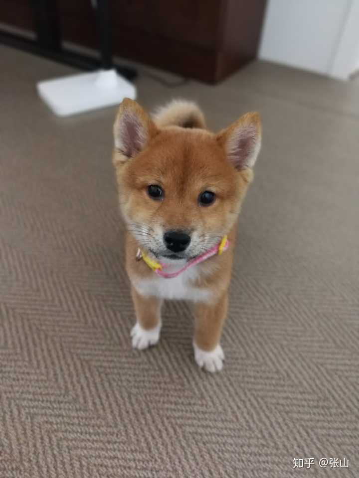 柴犬一点都不亲人怎么办啊 知乎 柴犬一点都不亲人怎么办啊 知乎