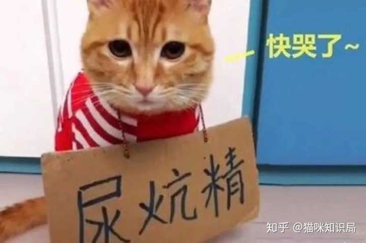 含泪跪求 猫咪乱尿 该拿她怎么办 知乎