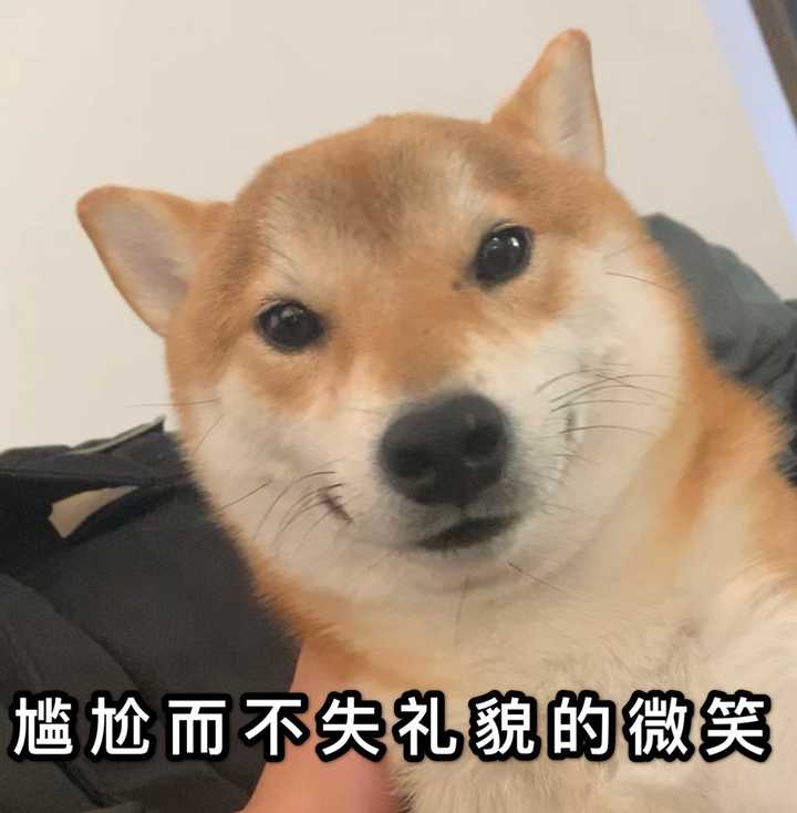 一岁的柴犬还是长得像狐狸 是不是被骗了 知乎