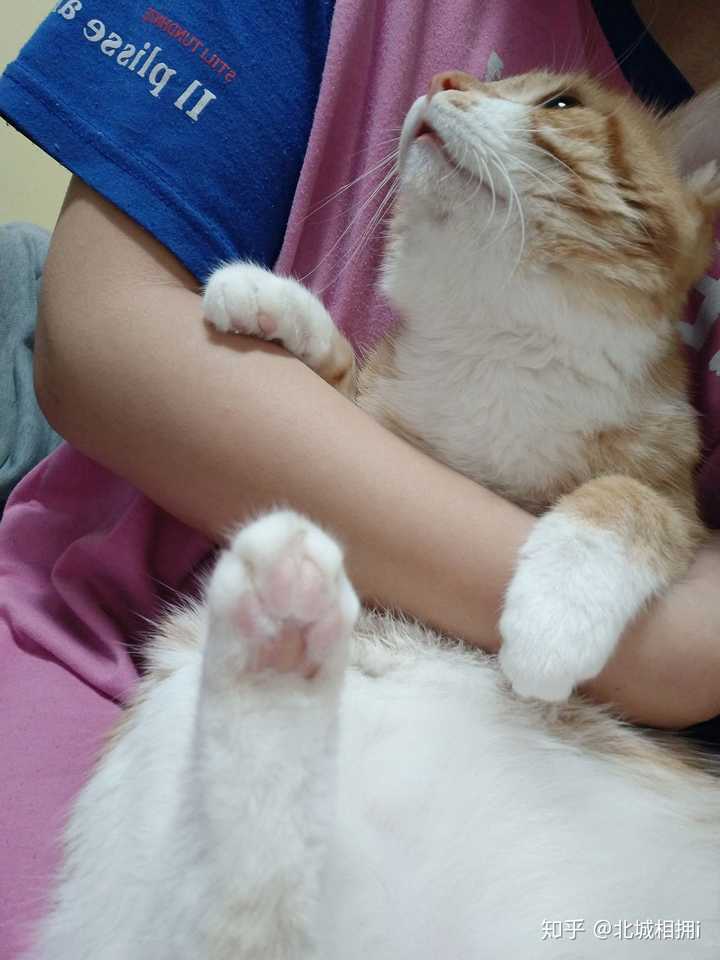 为什么很多人领养猫的时候都不要成年猫？ - 知乎