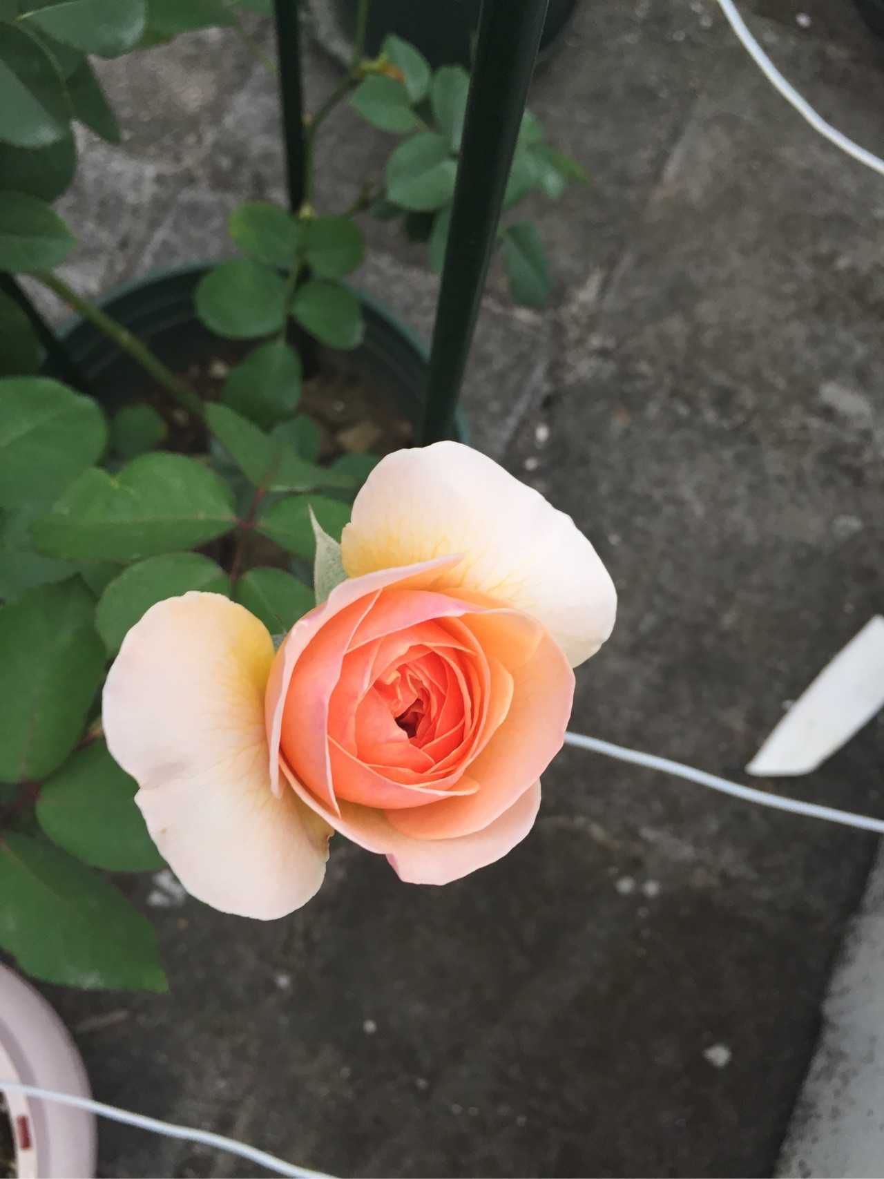 切朱,是一种非常适合婚礼的花,常用来制作捧花.