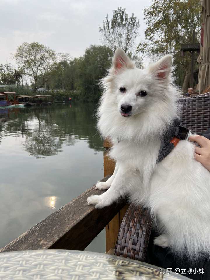 跟我家的银狐挺像,可能是银狐吧