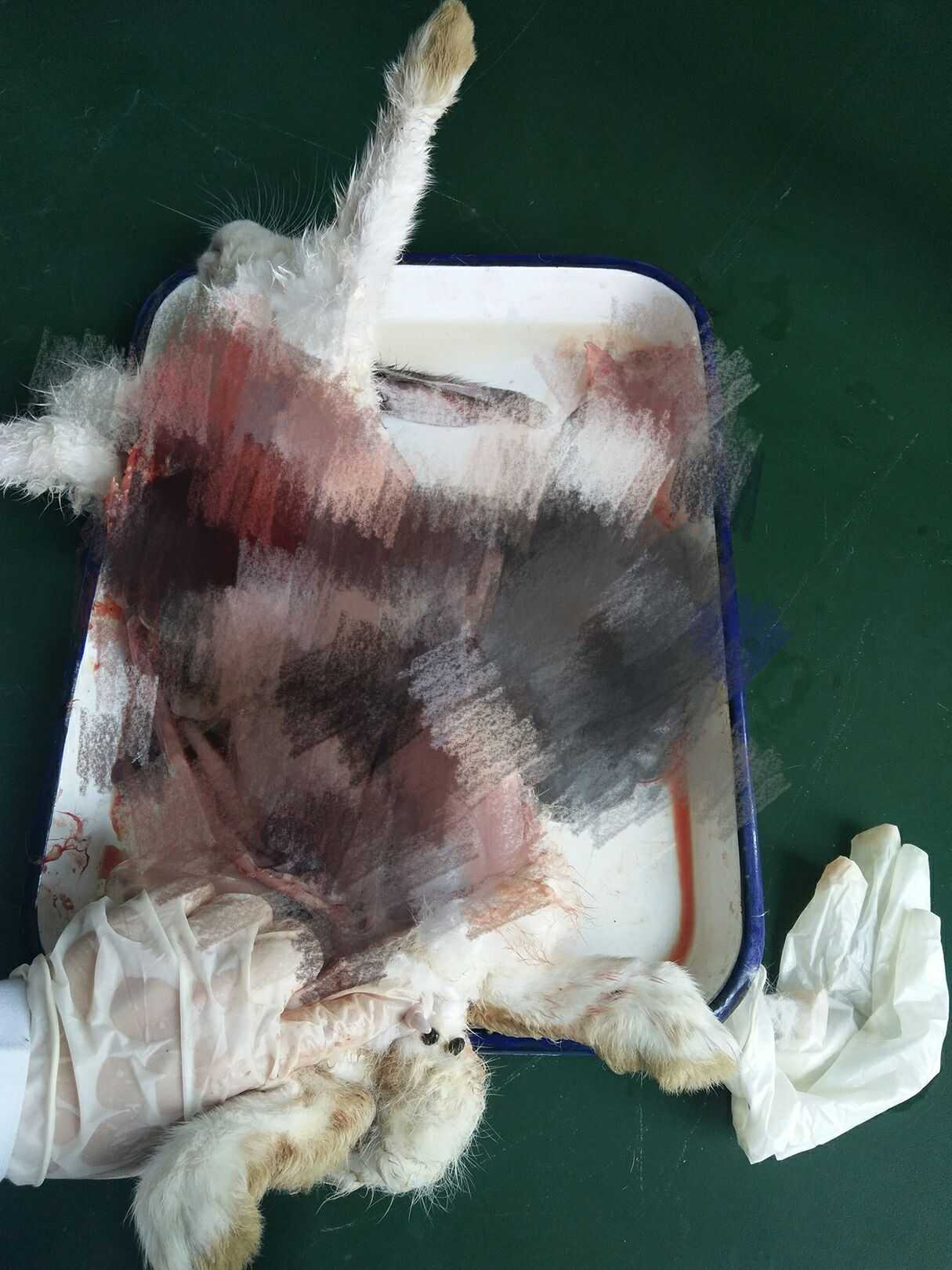 因为当时做实验室老师会指导我们识别兔子的内脏器官 我们一直从心脏