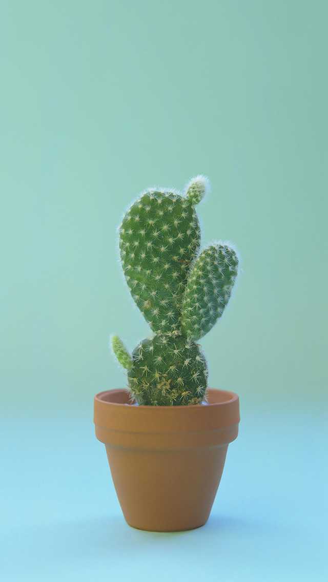 各位大神,有没有超级漂亮的仙人掌 的壁纸呀?