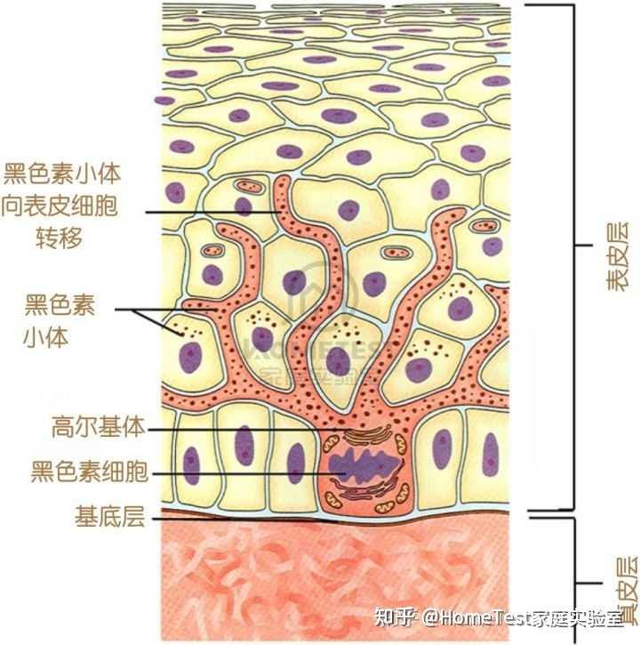 日晒,炎症,内分泌等原因会激活黑色素细胞产生黑色素