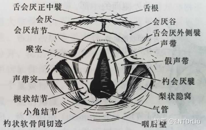 为什么感冒时,嗓子会变哑? - 知乎