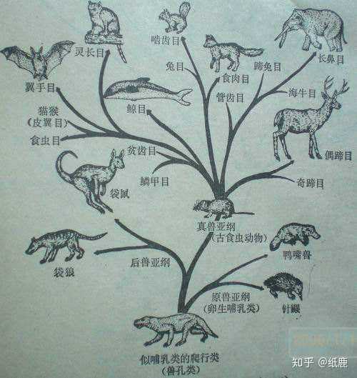 鼩鼱到底属于什么种类为什么有的文章说鼩鼱和大象有亲