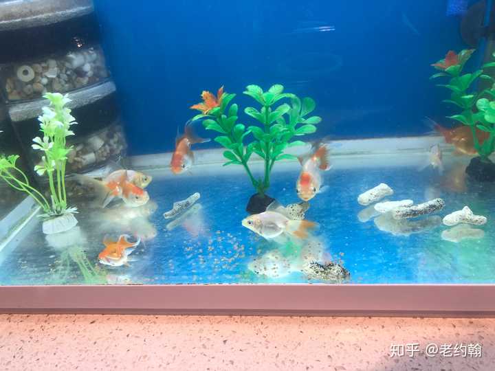 如何优雅地在宿舍养金鱼 知乎 如何优雅地在宿舍养金鱼 知乎