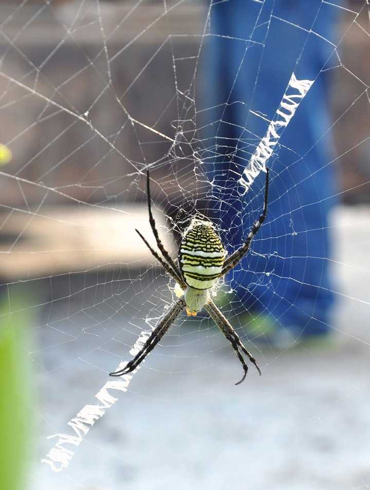 悦目金蛛,会在自己的网上织“英文字母”——当然,只是看起来像而已。