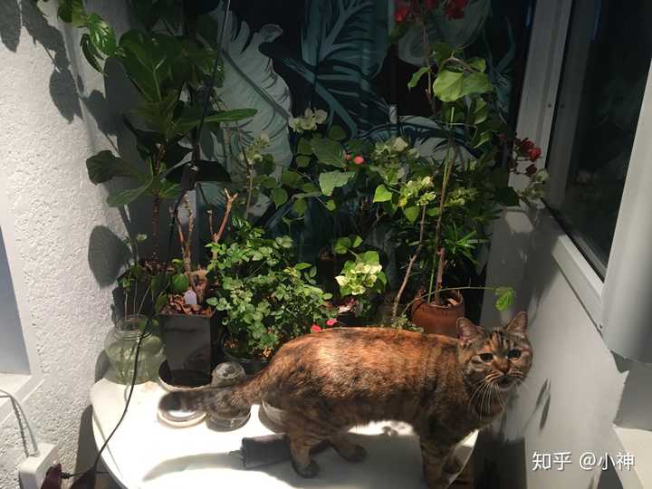 家里养猫 有哪些适合和猫一起养 没有毒性的植物 小神的回答 知乎