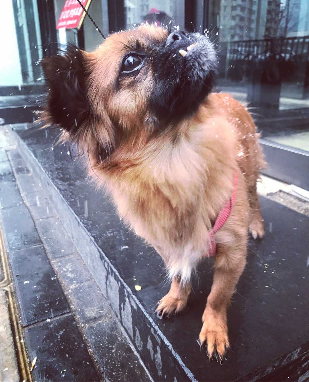 下雪了# 一只冷狗