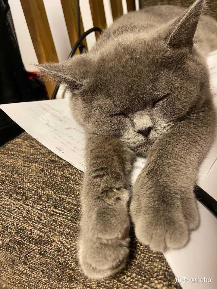 你们的蓝猫全身趴直了睡觉吗?