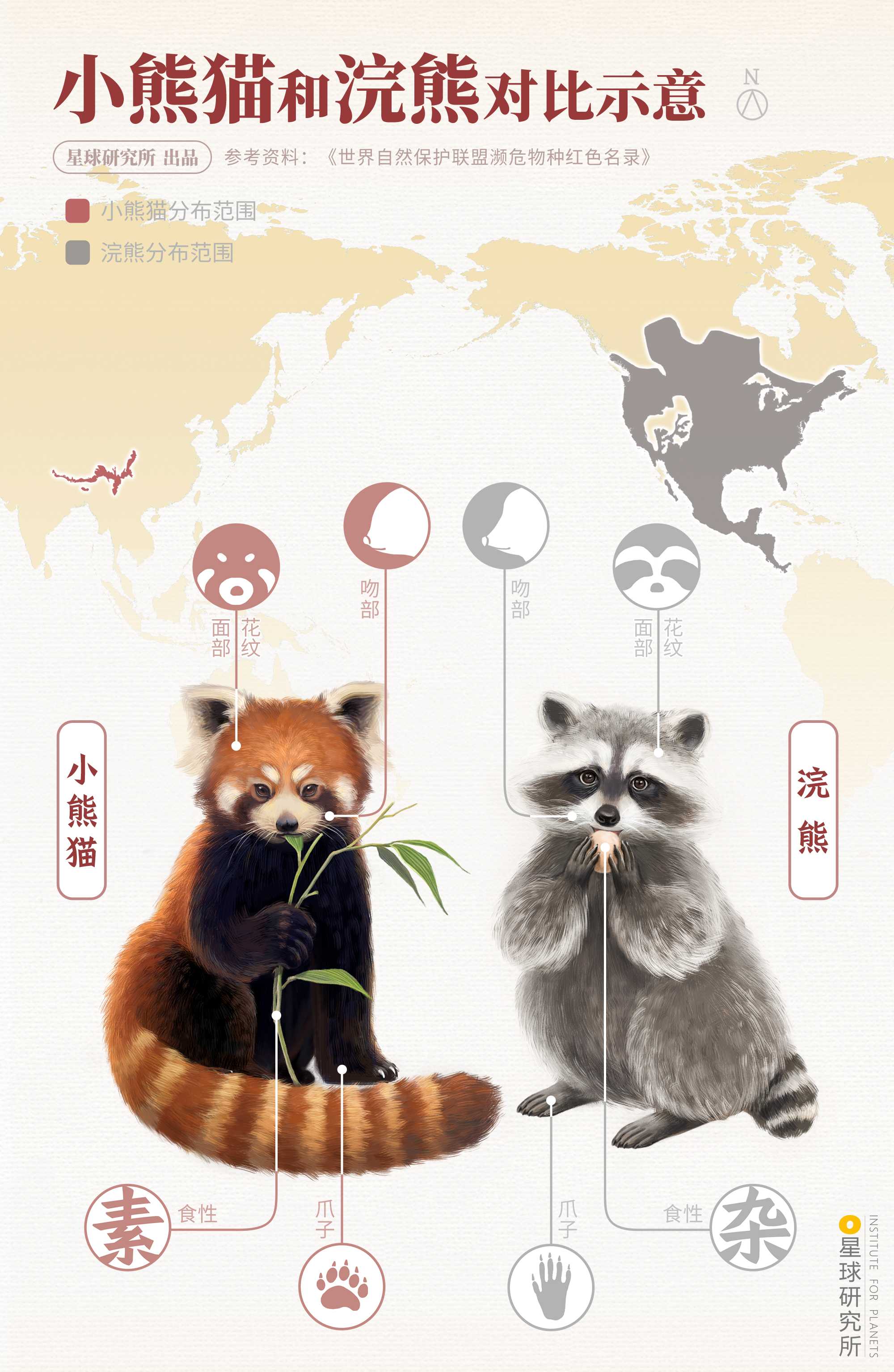 小熊猫性格凶残图片