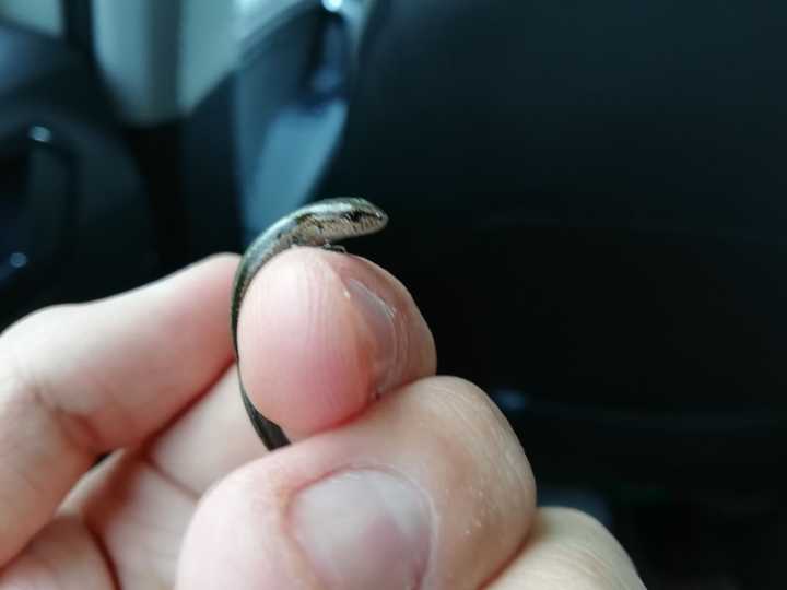 为什么北方的蛇有灵性,南方的蛇没有?