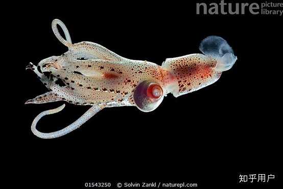 有哪些比较奇怪的深海生物? - 知乎