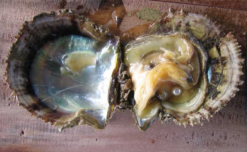 一般是有个小沙粒或别的东西,掉进了珍珠贝壳里,然后珍珠贝的外套膜