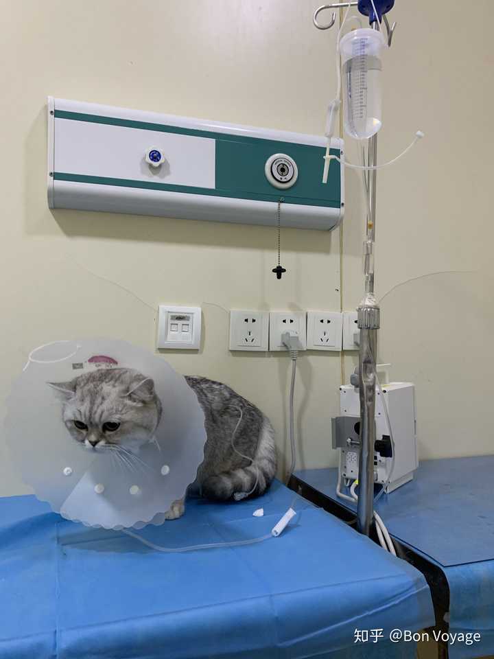 猫咪静脉留置针图片