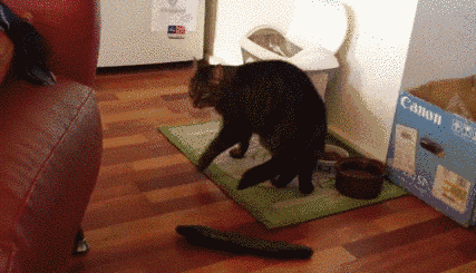 猫为什么怕黄瓜，猫怕黄瓜是错误认识(猫对颜色敏感)