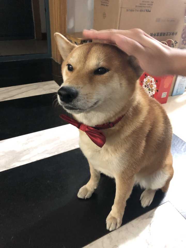 柴犬一点都不亲人怎么办啊 知乎 柴犬一点都不亲人怎么办啊 知乎