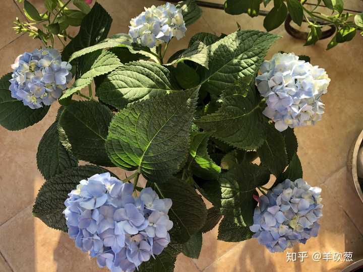 绣球花花间有干枯点是怎么回事?