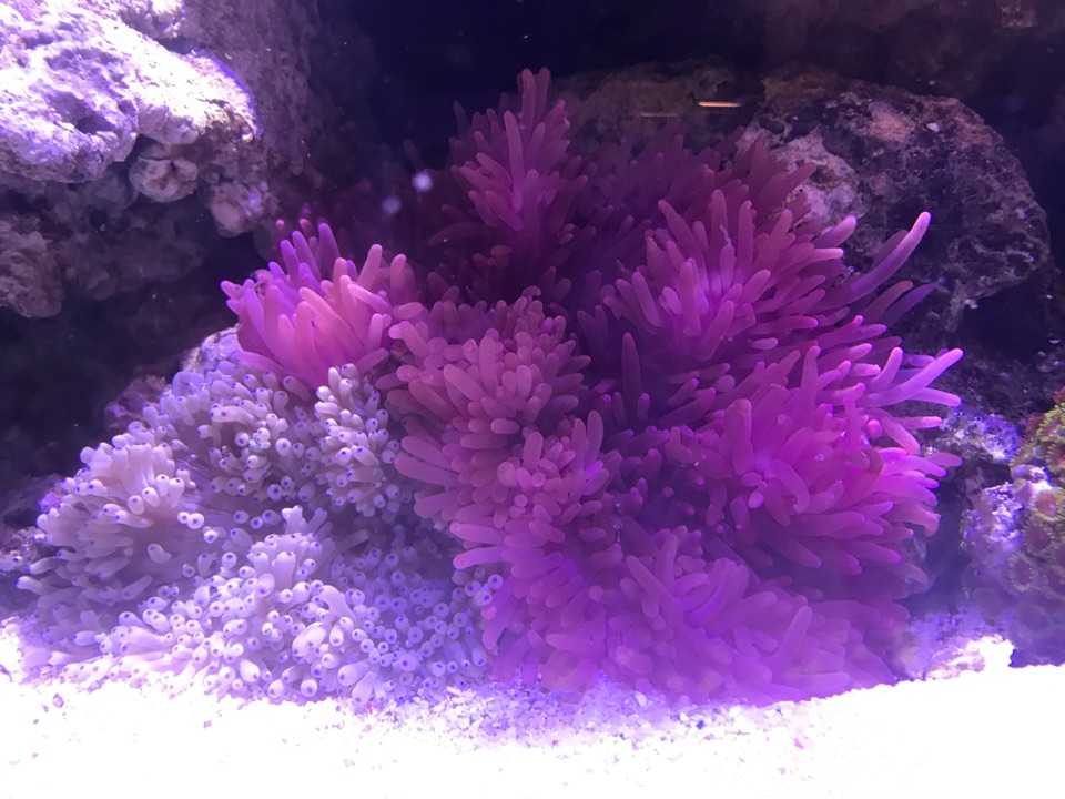 海葵宝宝太可爱了,喂一条虾奖励.