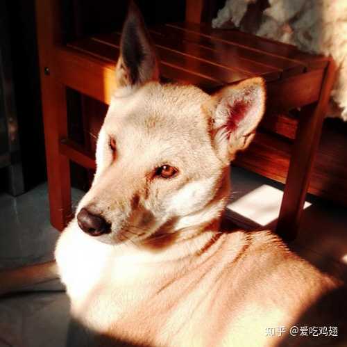 把土狗养成高级犬是一种怎样的体验 知乎