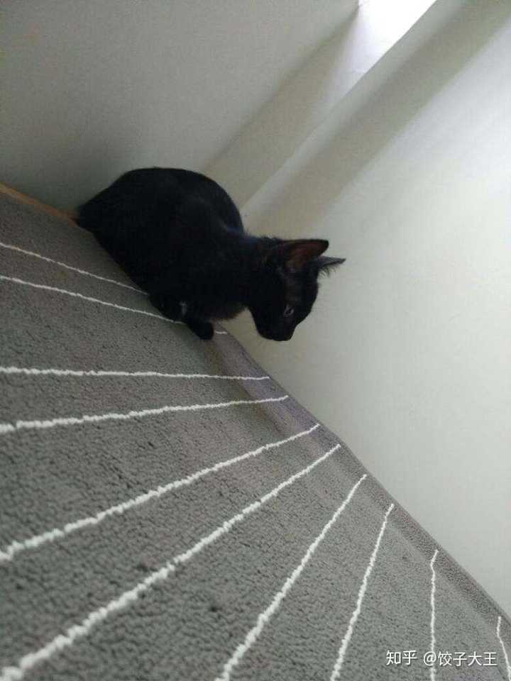 玄猫:黑色的中华田园猫.