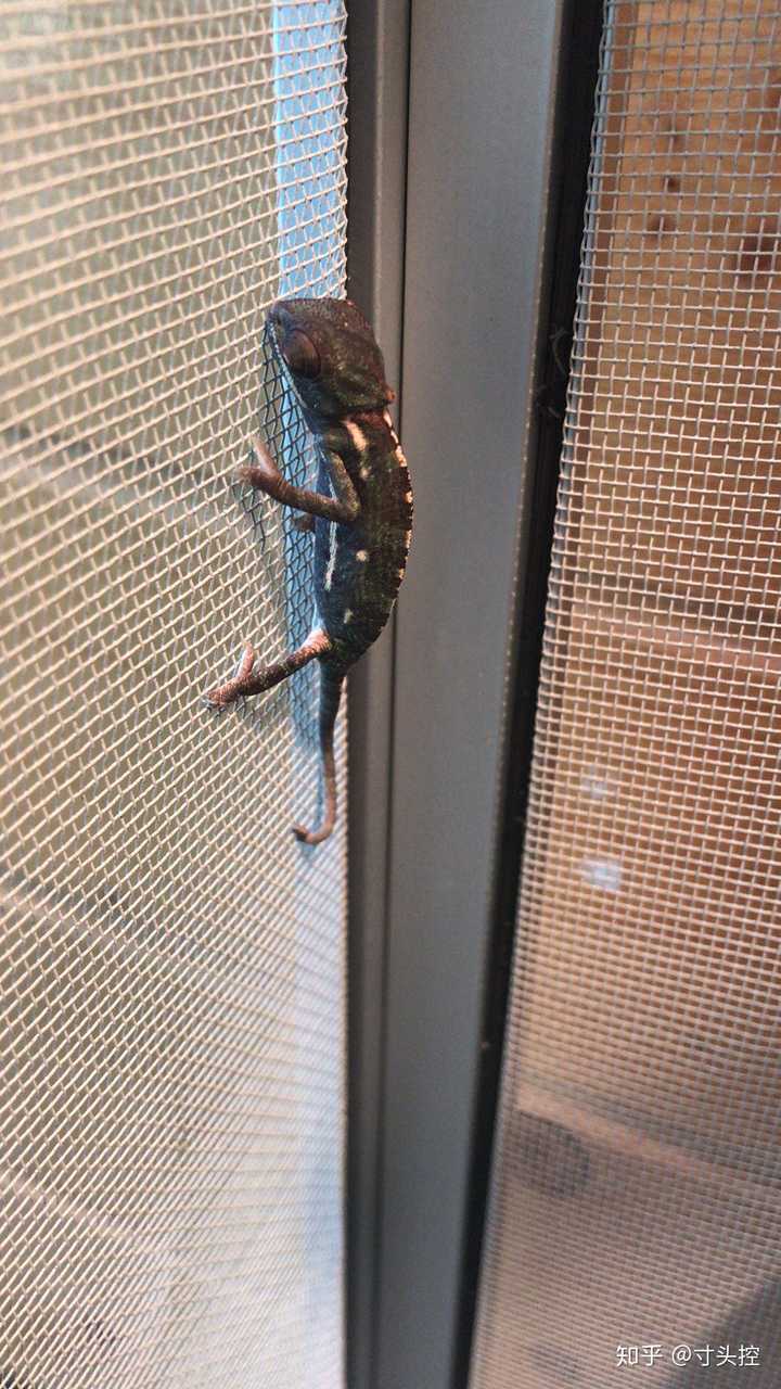 有养高冠变色龙的兄弟姊妹来说说你家龙龙吗?