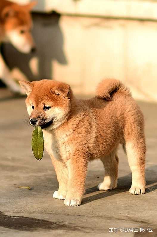 最も共有された 小豆柴犬画像 小豆柴犬画像 Gazojpfootball