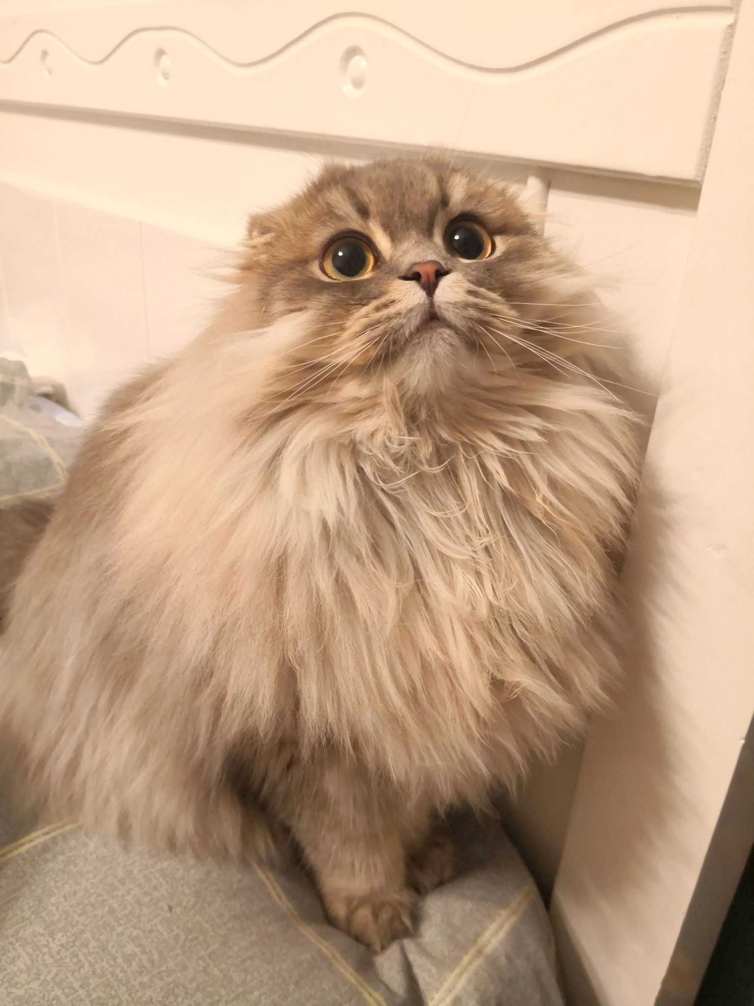 我也不是很懂……抱出去已经被当成狗狗,波斯,金吉拉等等错认过无数次