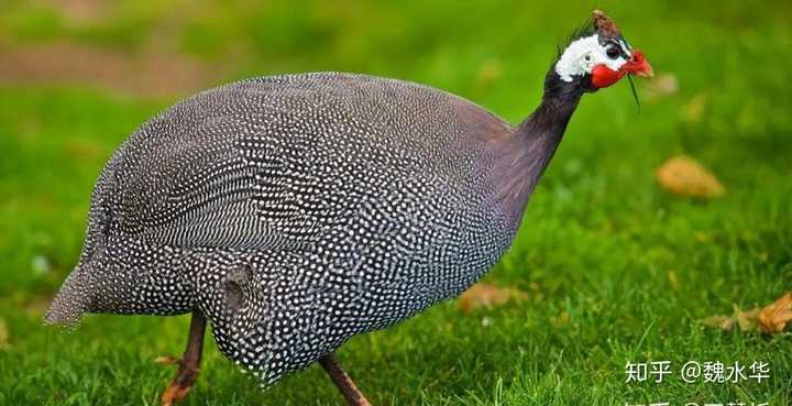 为什么土耳其和火鸡都是 turkey? - 知乎