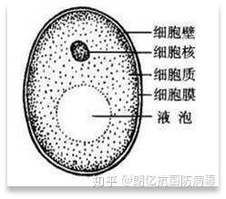 知乎