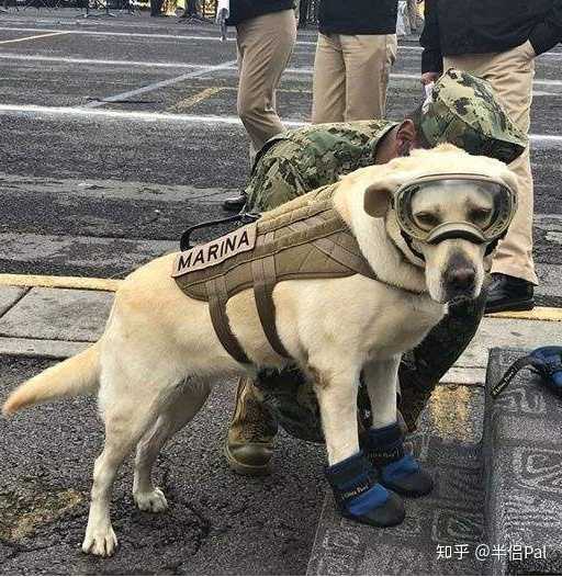 如何看待8岁治疗犬获博士学位 知乎