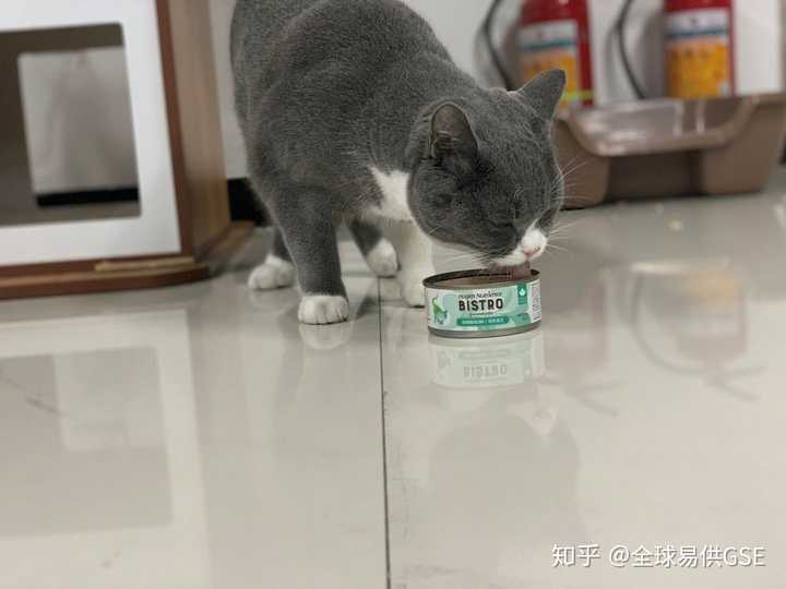 怎样才能彻底治愈猫癣 知乎