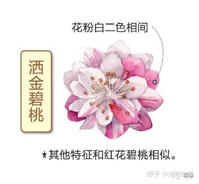 如何区别桃花 杏花 李花 樱花 梨花和梅花 知乎 如何区别桃花 杏花 李花 樱花 梨花和梅花 知乎