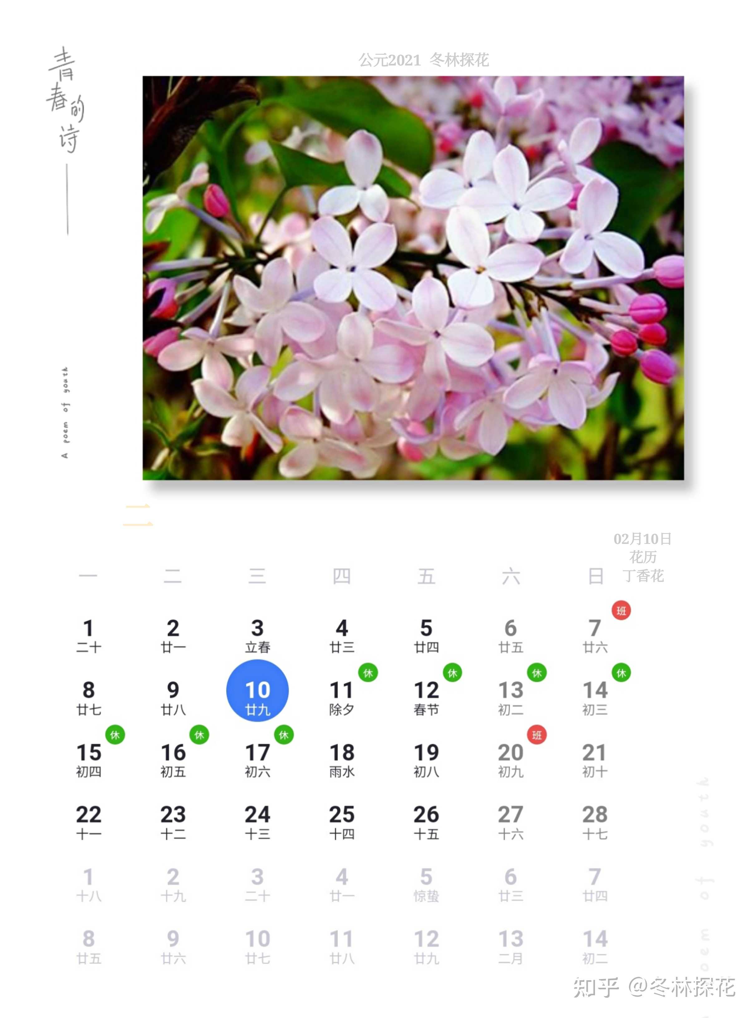 冬林探花 的想法: 02月10日花历,丁香花 - 知乎