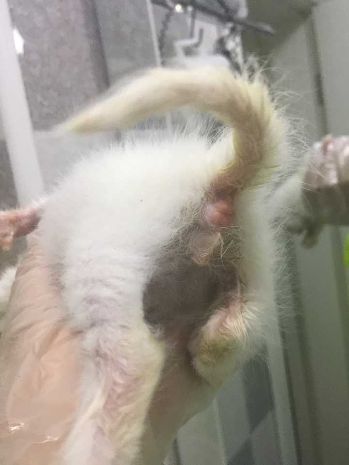 从奶猫开始养是什么样的体验 知乎 从奶猫开始养是什么样的体验 知乎