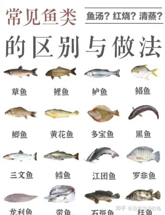如何识别鱼的种类 知乎 如何识别鱼的种类 知乎