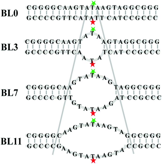 任何dna与rna的双链结构中嘌呤和嘧啶都是相等的吗