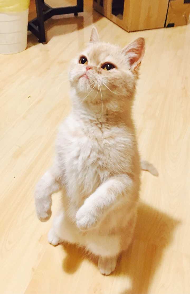 有哪些好用的养猫神器 知乎 有哪些好用的养猫神器 知乎