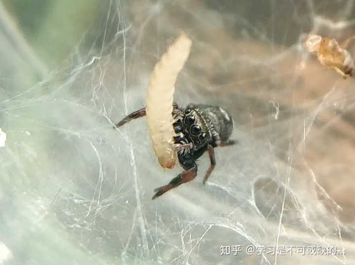 大腹园蛛幼虫图片