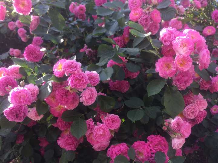 月季 玫瑰 蔷薇有何区别 知乎