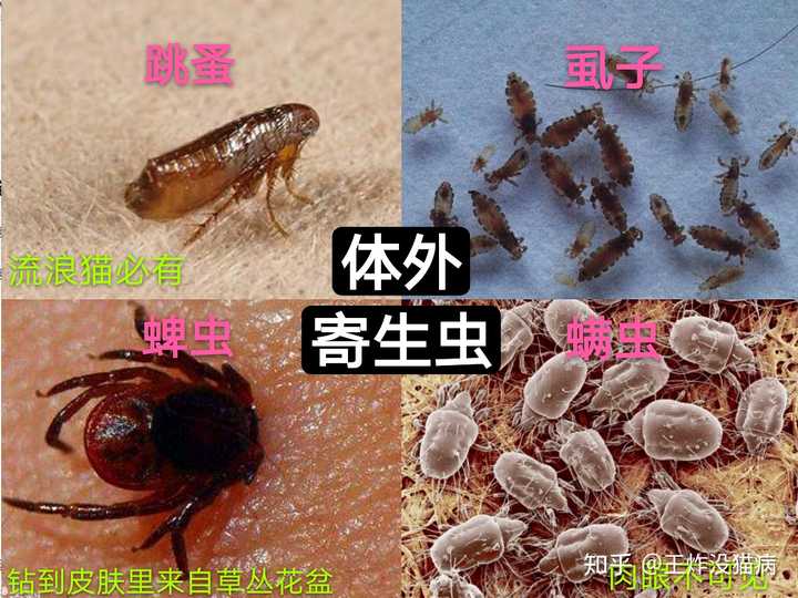 猫的寄生虫会传染人吗 知乎