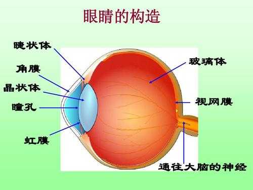 眼睛晶体结构图片大全图片