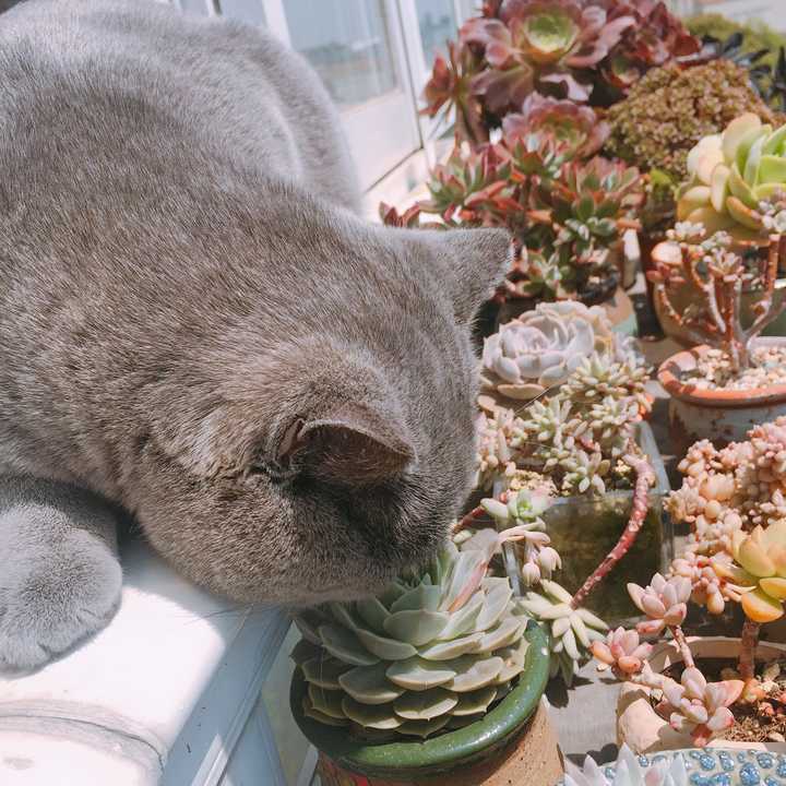 有没有知友又养猫又养多肉的 知乎