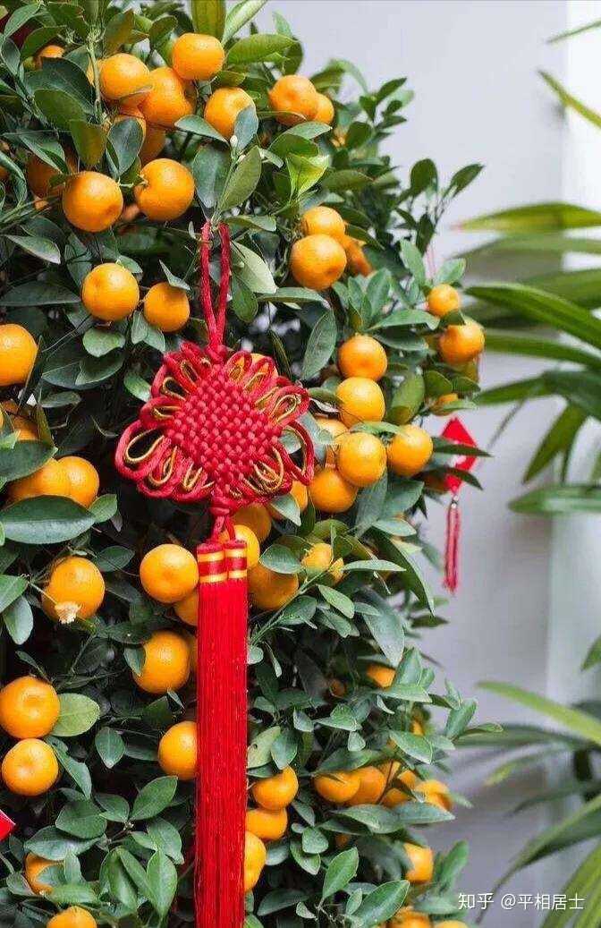 也可以作为贺礼,在拜年用的果篮里放上一些金桔橙子,也是很好的祝福