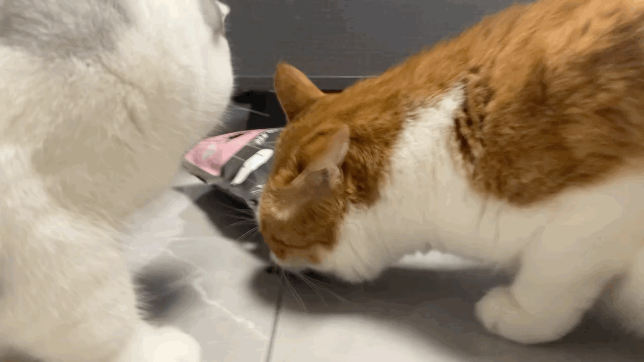新手开始养猫要注意些什么 知乎 新手开始养猫要注意些什么 知乎