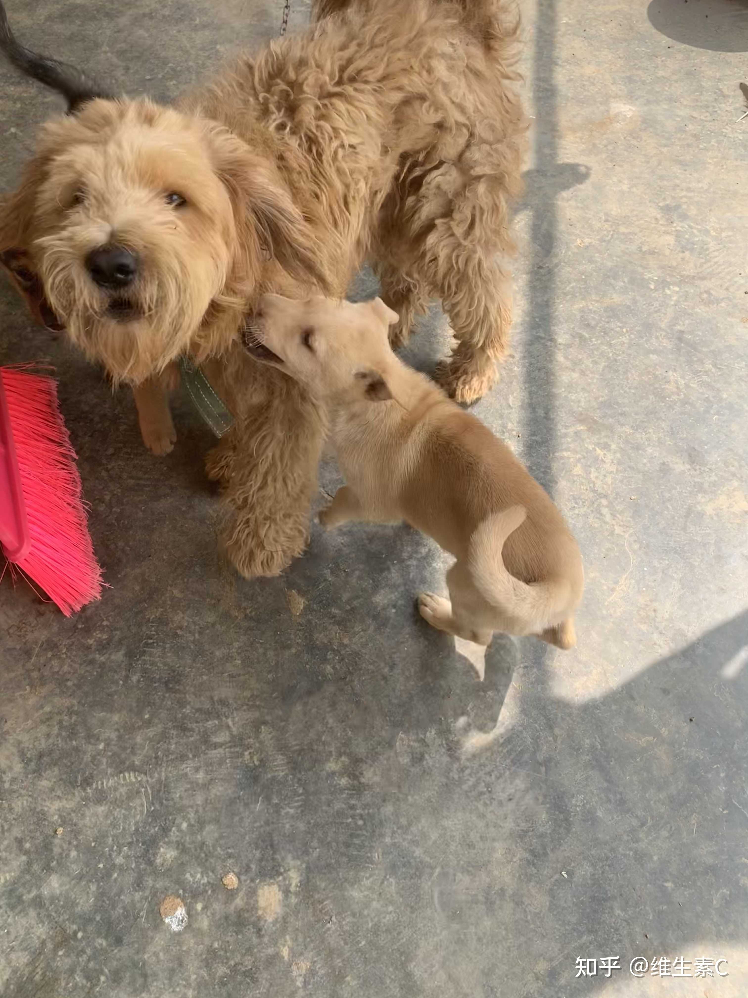 维生素c 的想法: 我妈说我的头(发)就像阿当(我养的狗)… - 知乎